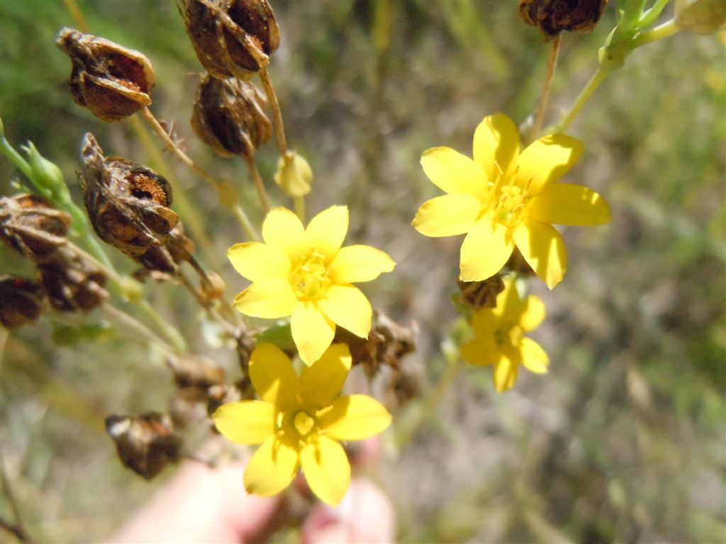 Blackstonia perfoliata